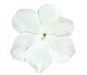 Impatiens Lollipop Coconut White Flower Seeds - CGASPL