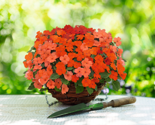 impatiens flower seeds online Impatiens Lollipop Peach Salmon Flower Seeds