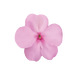 Impatiens Lollipop Pink Lemonade Light Pink Flower Seeds - CGASPL