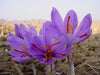Kashmiri Saffron Flower Bulbs (Pack of 10) - CGASPL