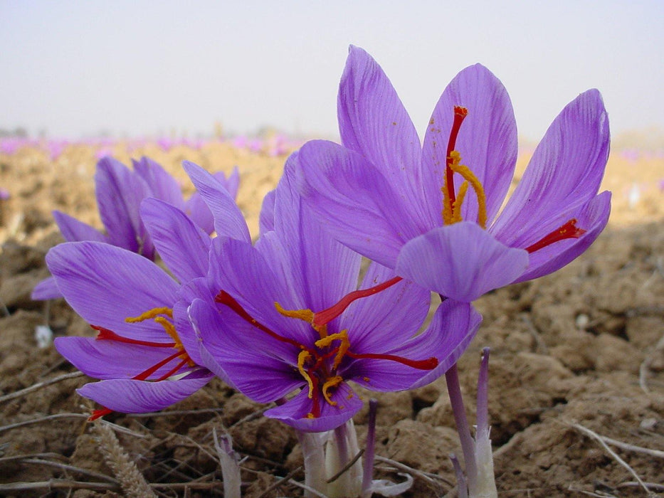 Kashmiri Saffron Flower Bulbs (Pack of 10) - CGASPL