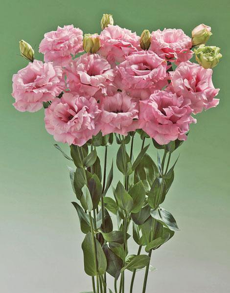 lisianthus flower seeds online Lisianthus Super Magic Pink Flower Seeds