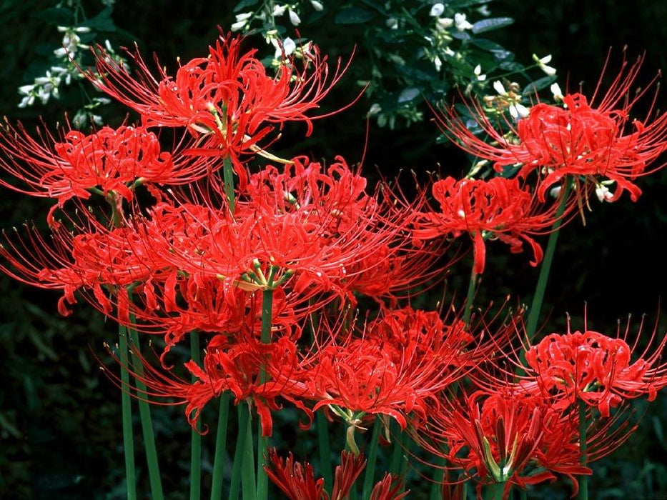 Lycoris Radiata Red (Nerine) Flower Bulbs (Pack of 6) - CGASPL