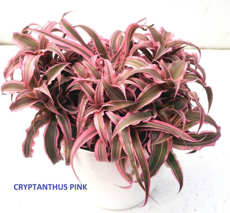 Cryptanthus Bivittatus Pink Color Plant - CGASPL
