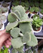 Kalanchoe Millotii Succulent Plant - CGASPL