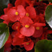 Begonia Interspecific Megawatt Red Green Leaf Flower Seeds - CGASPL