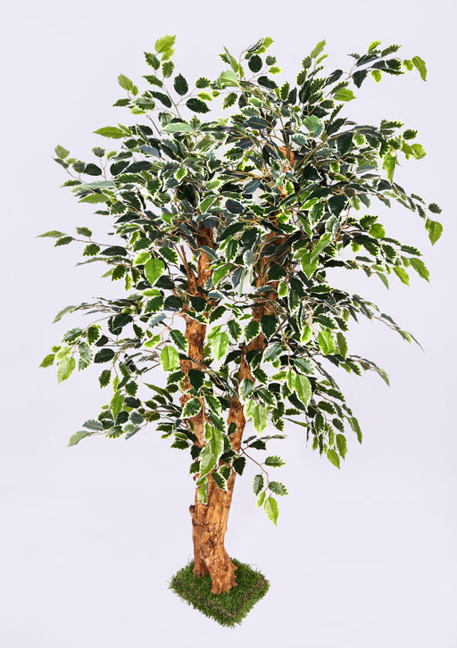 Artificial Mini Ficus Varigated Tree in Coffee Wood - 4 Feet - CGASPL
