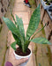 5 Indoor Plant Pack - Areca Palm, Fiscus Elastic Rubber Plant, Peace lily, Snake Plant, Golden Money Plant - CGASPL