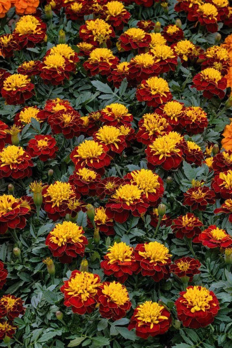 Marigold French Super Hero Spry Flower Seeds - CGASPL