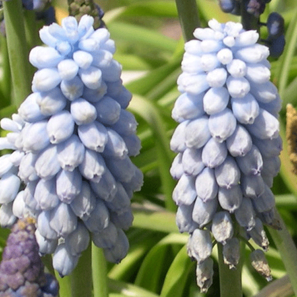 Muscari Valerie Finnis Flower Bulbs (Pack of 10 Bulbs) - CGASPL