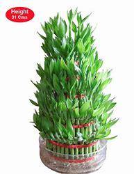 7 layer lucky bamboo plant benefits 7 Layer Lucky Bamboo