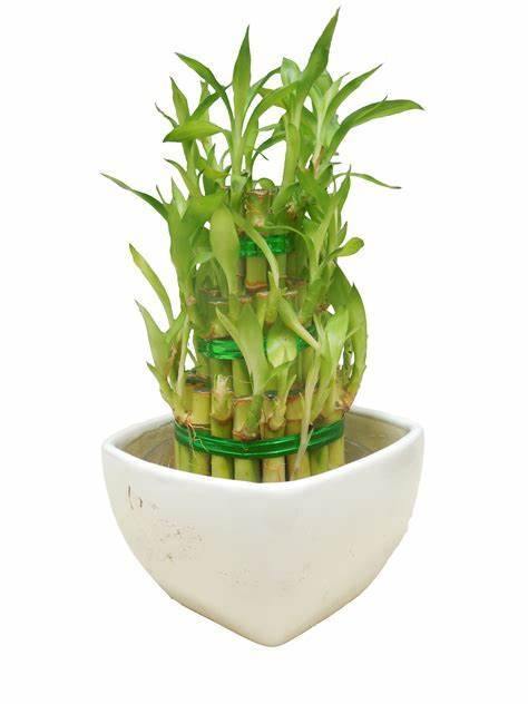 bamboo plant and pot 3 Layer Lucky Bamboo With White Ceramic Pot