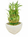 3 Layer Lucky Bamboo With White Ceramic Pot - CGASPL
