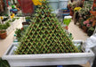 Lucky Bamboo Pot | 15 Layer Pyramid Lucky Bamboo | Chhajed Garden