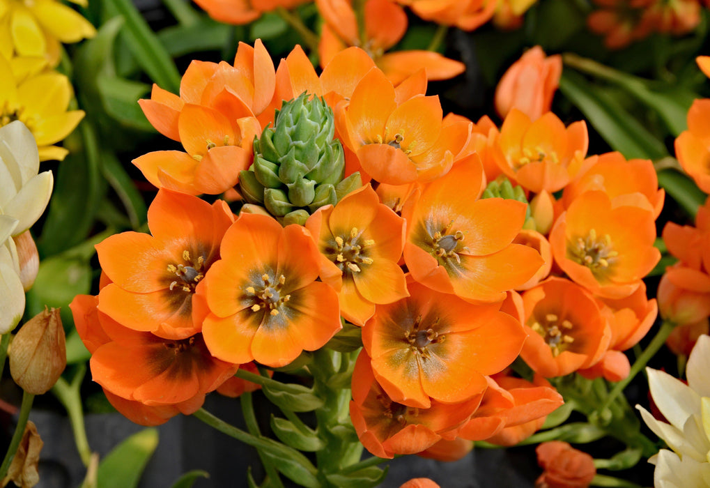 Orinthogalum Orange Flower Bulbs (Pack of 3) - CGASPL
