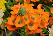 Orinthogalum Orange Flower Bulbs (Pack of 3) - CGASPL
