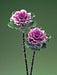 Ornamental Cabbage Flare Rose Flower Seeds - CGASPL
