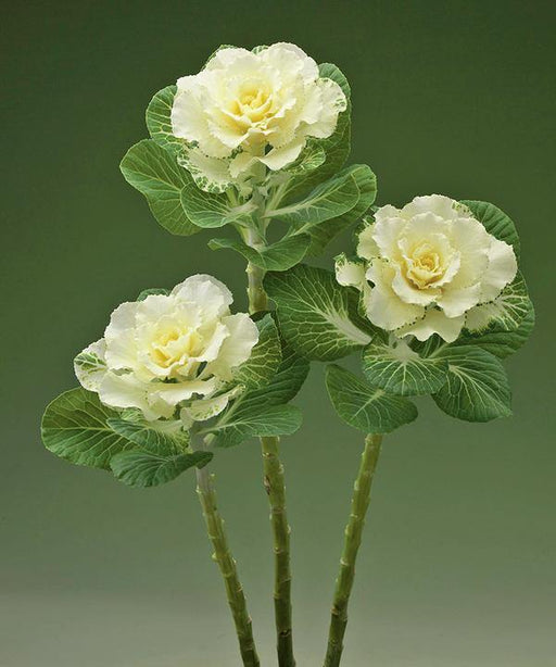 Ornamental Cabbage Flare White Seeds - CGASPL
