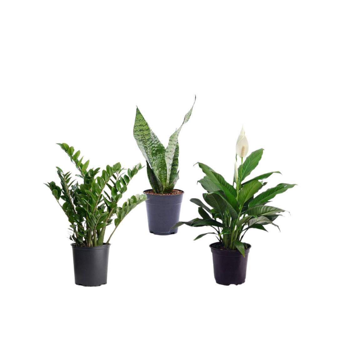 Indoor Plant Packs