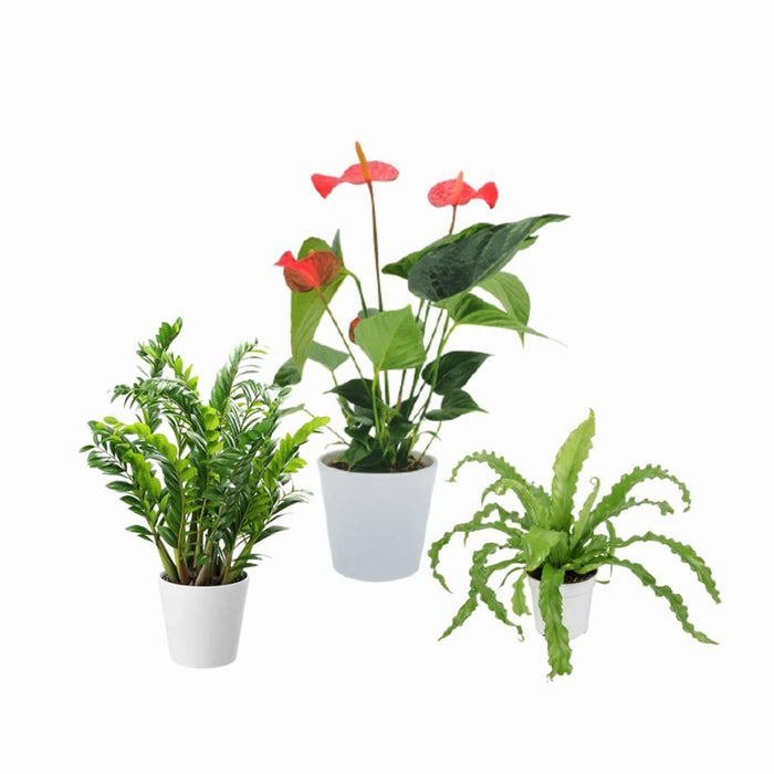 Anthurium, ZZ & Fern Plant Set 
