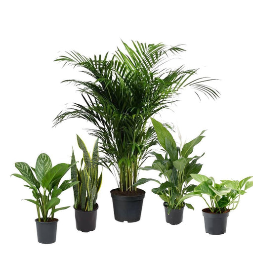 5 Indoor Plant Pack - Areca Palm, Fiscus Elastic Rubber Plant, Peace lily, Snake Plant, Golden Money Plant - CGASPL