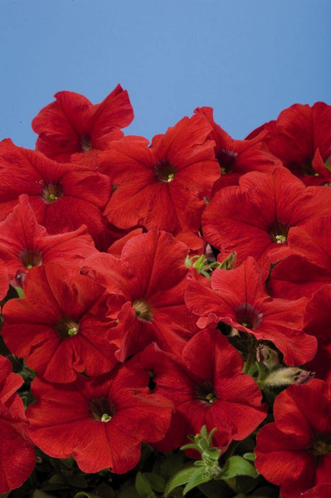 Petunia Single Mf. Celebrity Red Flower Seeds - CGASPL