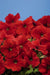 Petunia Single Mf. Celebrity Red Flower Seeds - CGASPL