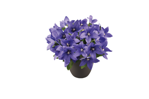Platycodon Pop Star Blue Flower seeds - CGASPL