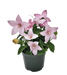 Platycodon Pop Star Pink Flower seeds - CGASPL