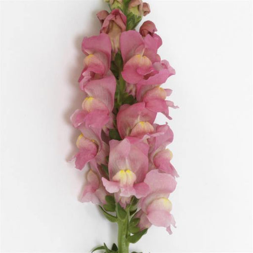 Antirrhinum Potomac Pink Flower Seeds - CGASPL