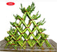 5 Layer Pyramid Lucky Bamboo - CGASPL