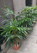 Artificial Raphis Graci Palm 24 Leaves - 4 Feet Approx - CGASPL