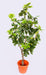 Artificial Schefflera Plant - 4 Feet - CGASPL