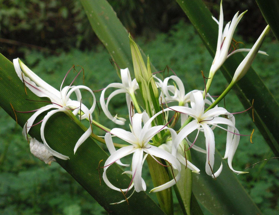 Spider lily White Flower Bulbs (Pack of 6) - CGASPL