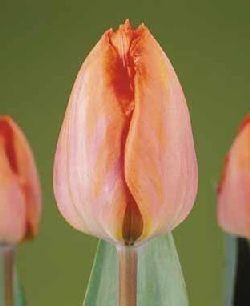 Tulip Amazone Salmon Color Flower Bulbs (Pack of 10) - CGASPL