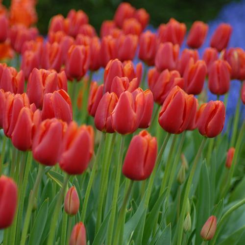 Tulip Fusor Flower Bulbs (Pack of 10) - CGASPL