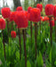 Tulip Iking Flower Bulbs (Pack of 10 Bulbs) - CGASPL