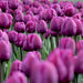 Tulip Negrita Flower Bulbs (Pack of 10 Bulbs) - CGASPL