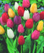 Tulips Mix Color Flower Bulbs (Pack of 5) - CGASPL