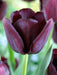Tulips Purple Lady Flower Bulbs (Pack of 10 Bulbs) - CGASPL