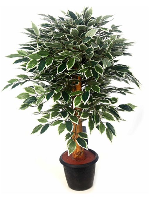 Artificial Varigated Ficus Plant with Coffee Wood Stick - 2 Feet - CGASPL