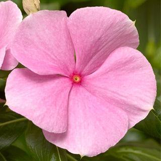 Vinca Cora XDR Light Pink Flower Seeds - ChhajedGarden.com