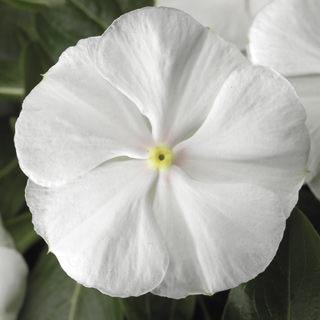 Vinca SunStorm Pure White Flower Seeds - ChhajedGarden.com