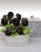 Viola Atlas Black Flower Seeds - CGASPL
