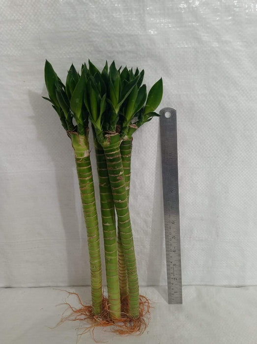 Lotus Bamboo Live Plants 30 cm (6 Sticks) - ChhajedGarden.com