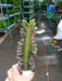 Euphorbia Rubra Royal Red Small Succulent - ChhajedGarden.com
