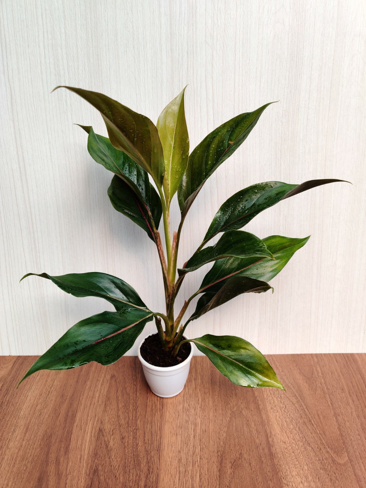 Aglaonema Lipstick Green Plant – ChhajedGarden.com