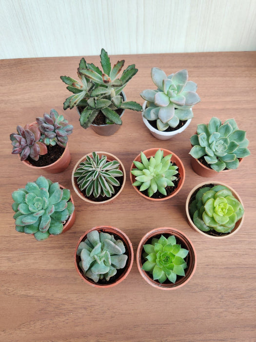 Minimal Care Succulent Indoor Variety