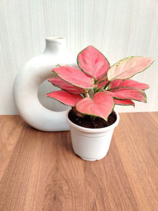Aglaonema Diamond Red - Ideal Gift for Plant Lovers