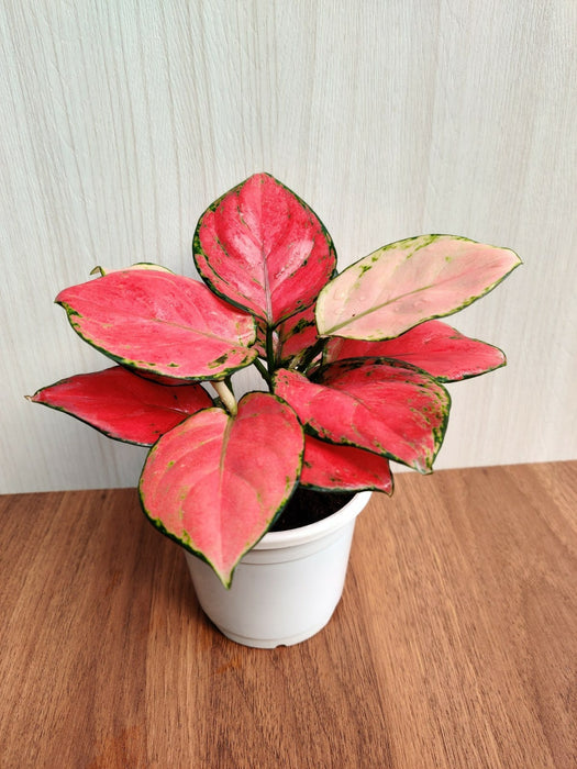 Aglaonema Diamond Red Plant - Vibrant Foliage